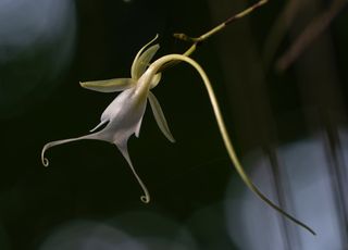 L'orchidée fantôme, l'une des plantes les plus rares au monde, a été repérée ! Découvrez ses mystères...