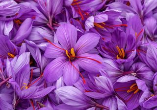 L'oro rosso che teme la pioggia: il clima estremo necessario per coltivare la spezia più costosa del mondo