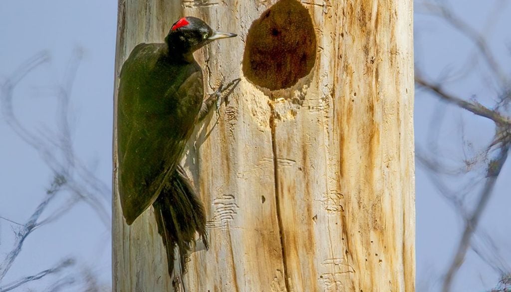 Esemplare di picchio nero. Credit immagine wikipedia.
