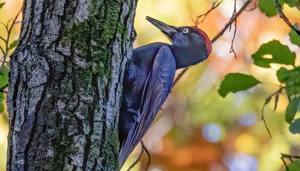 Il ruolo del picchio nero non si esaurisce nell'edilizia forestale. La sua stessa dieta lo rende un guardiano insostituibile per la salute delle piante.