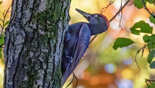 L&rsquo;uccello che sta rivoluzionando i boschi italiani: un vero ingegnere ecologico