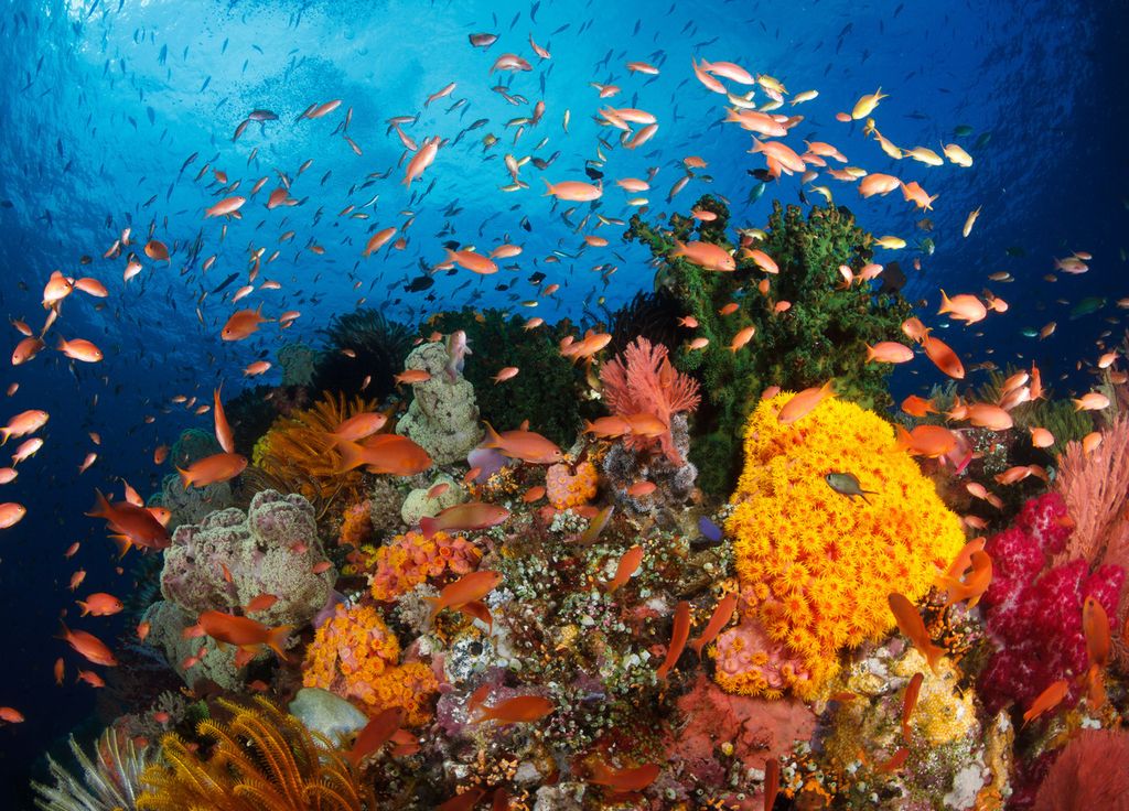 Indonésie Mine Exploitation Nickel Corail Biodiversité marine Indonésie Mine Exploitation Nickel Corail Biodiversité marine