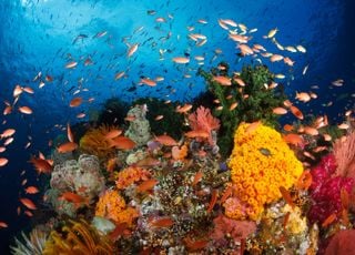 L'une des importantes réserves de biodiversité marine du monde est en train d'être détruite...