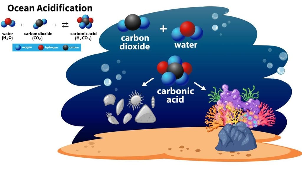El dióxido de carbono al entrar en contacto con el agua forma ácido carbónico el cual impacta directamente en los moluscos y corales.