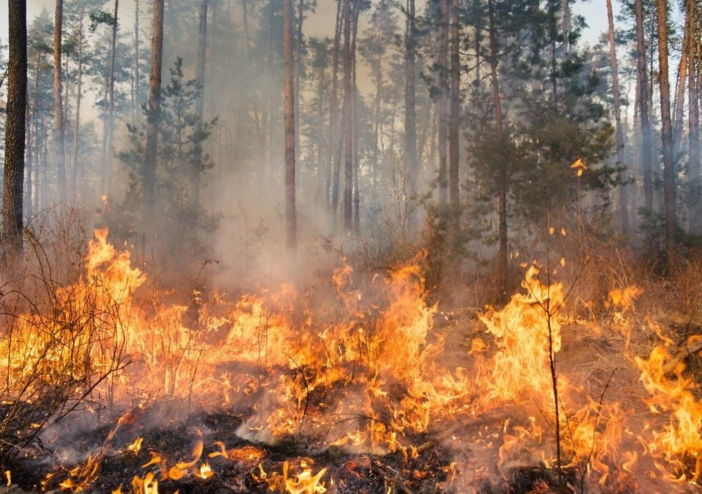 Incendio Un estudio pone el foco en la interacción entre clima, usos del suelo y acumulación de combustible vegetal