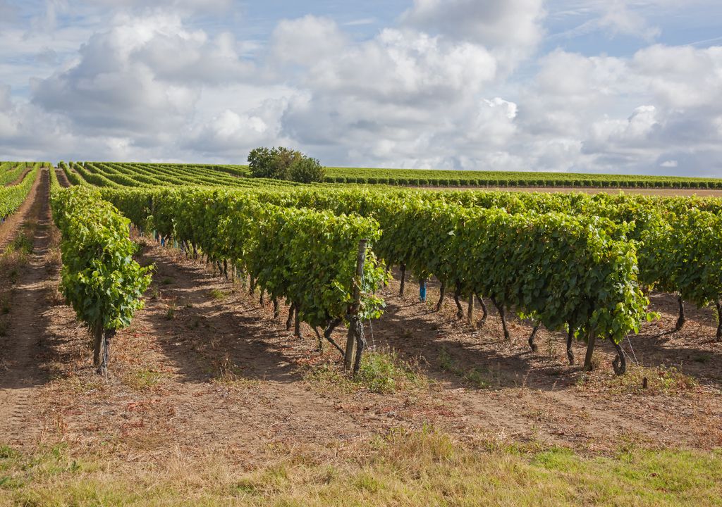 coñac Cognac Francia Ugni Blanc cambio climático coñac Cognac Francia Ugni Blanc cambio climático