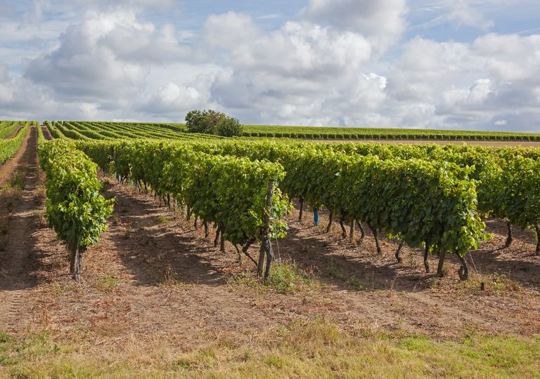 coñac Cognac Francia Ugni Blanc cambio climático coñac Cognac Francia Ugni Blanc cambio climático