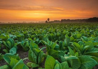 La agonía de La Niña llega a su fin… ¿y ahora qué viene?