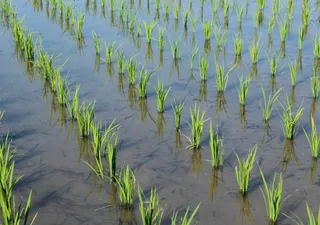 La agricultura consume el 72% del agua dulce en España: ¿cuáles son los cultivos que necesitan más agua?