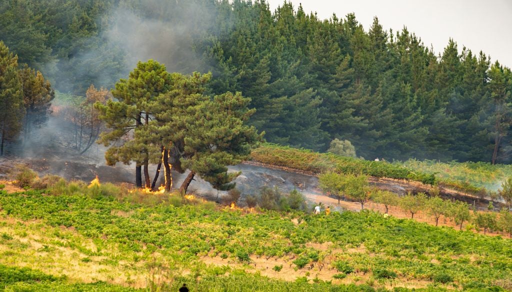 El papel de la agricultura en la limpieza y mantenimiento de los campos es fundamental en el control y reducción de los incendios forestales.