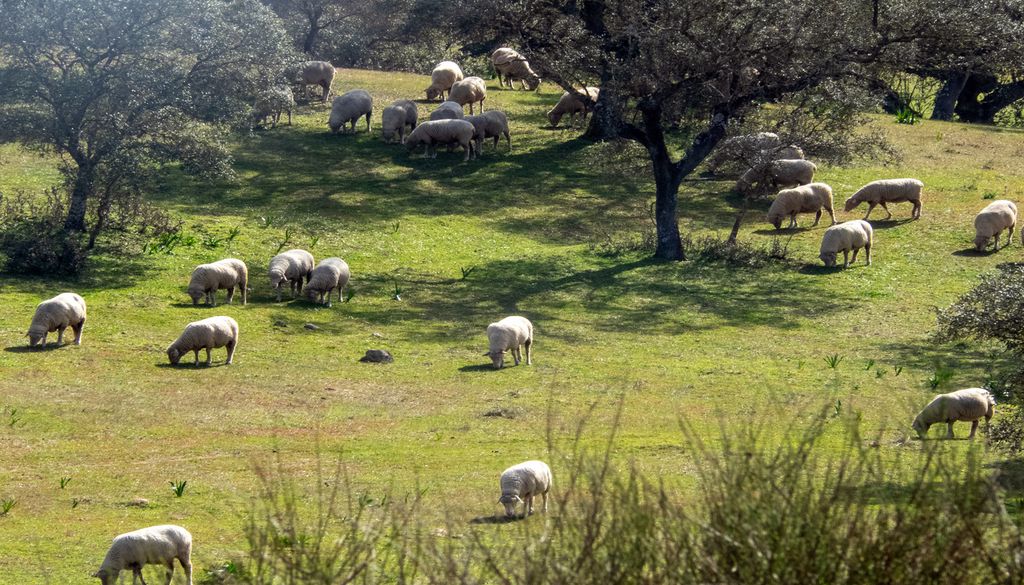 La ganadería extensiva es uno de los mayores beneficios del campo frente al combustible originario de los grandes incendios