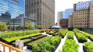 La agricultura urbana florece en Nueva York