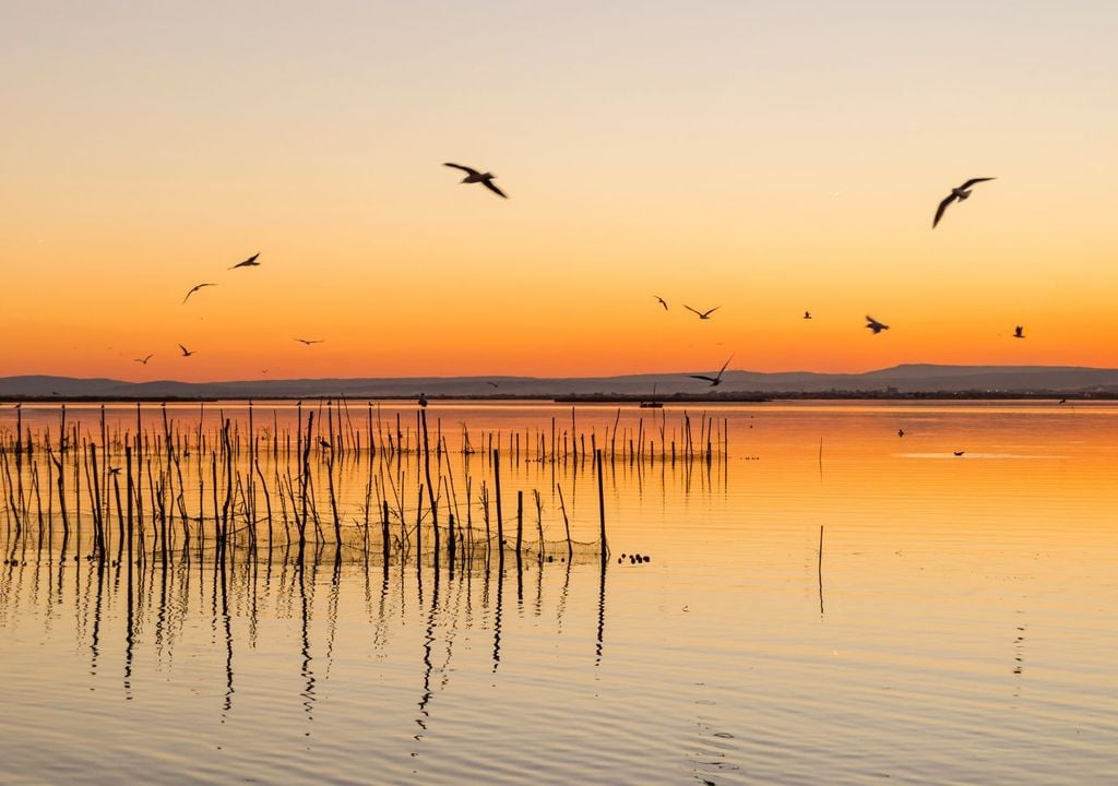 Miles de aves acuáticas han regresado a la Albufera de València