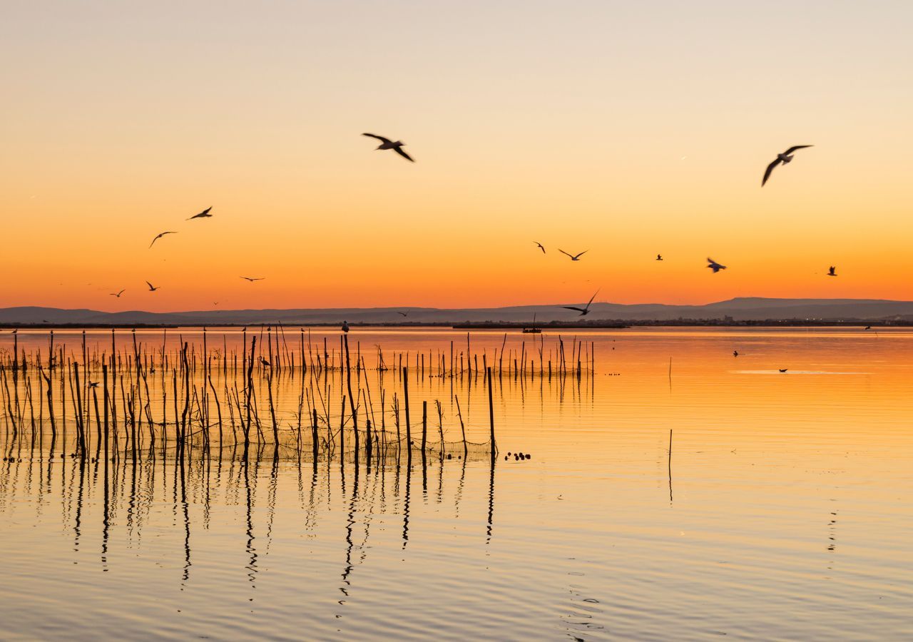 Miles de aves acuáticas han regresado a la Albufera de València