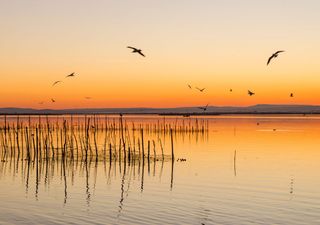 La Albufera de Val&egrave;ncia se recupera tras la dana y vuelve a llenarse de vida con el regreso de aves acu&aacute;ticas