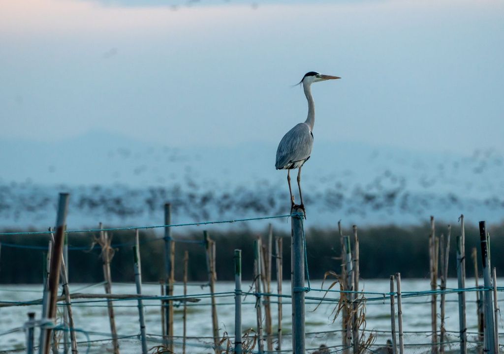 La población invernal de aves acuáticas ha recuperado niveles similares a los previos a la dana, según el informe de SEO Bird Life.