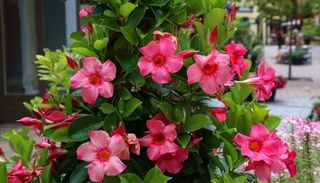 La alternativa a la buganvilla que se llena de flores en primavera: ideal para terrazas y jardines en Chile
