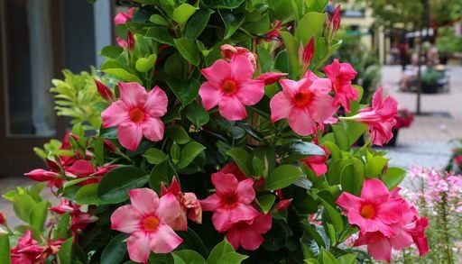 La alternativa a la buganvilla que se llena de flores en primavera: ideal para terrazas y jardines en Chile