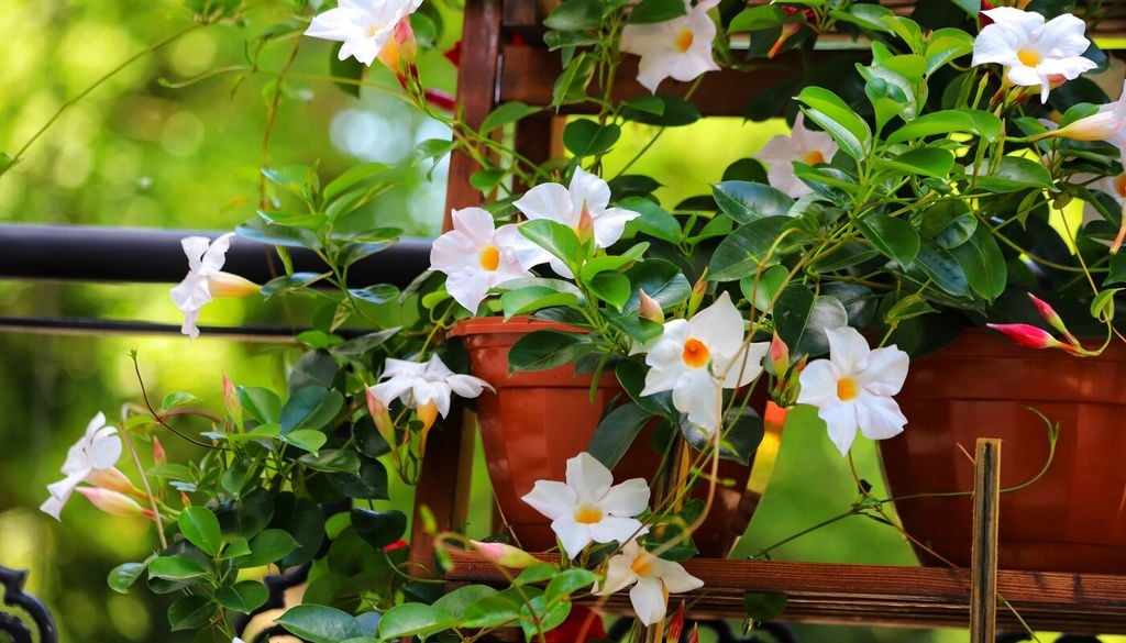 mande Con el aumento de las temperaturas, la dipladenia comienza a producir nuevos brotes y flores que destacan entre su follaje verde.