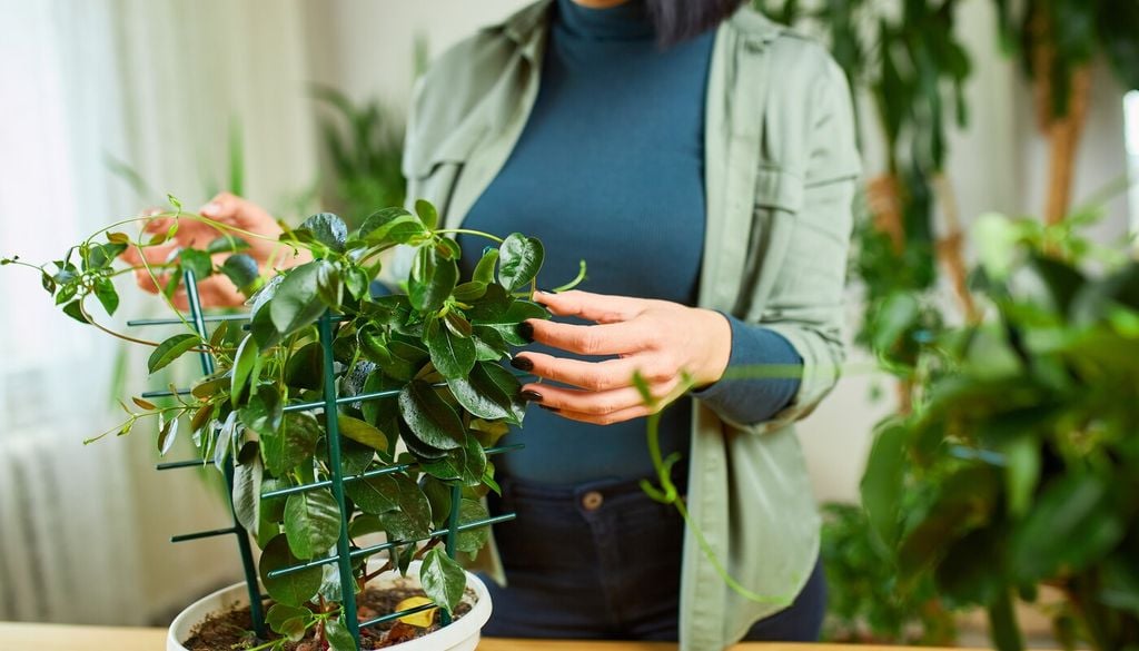 tutor Cultivada en maceta, la dipladenia puede crecer junto a un tutor o enrejado, una forma sencilla de conducir sus tallos y darle estructura a la planta.