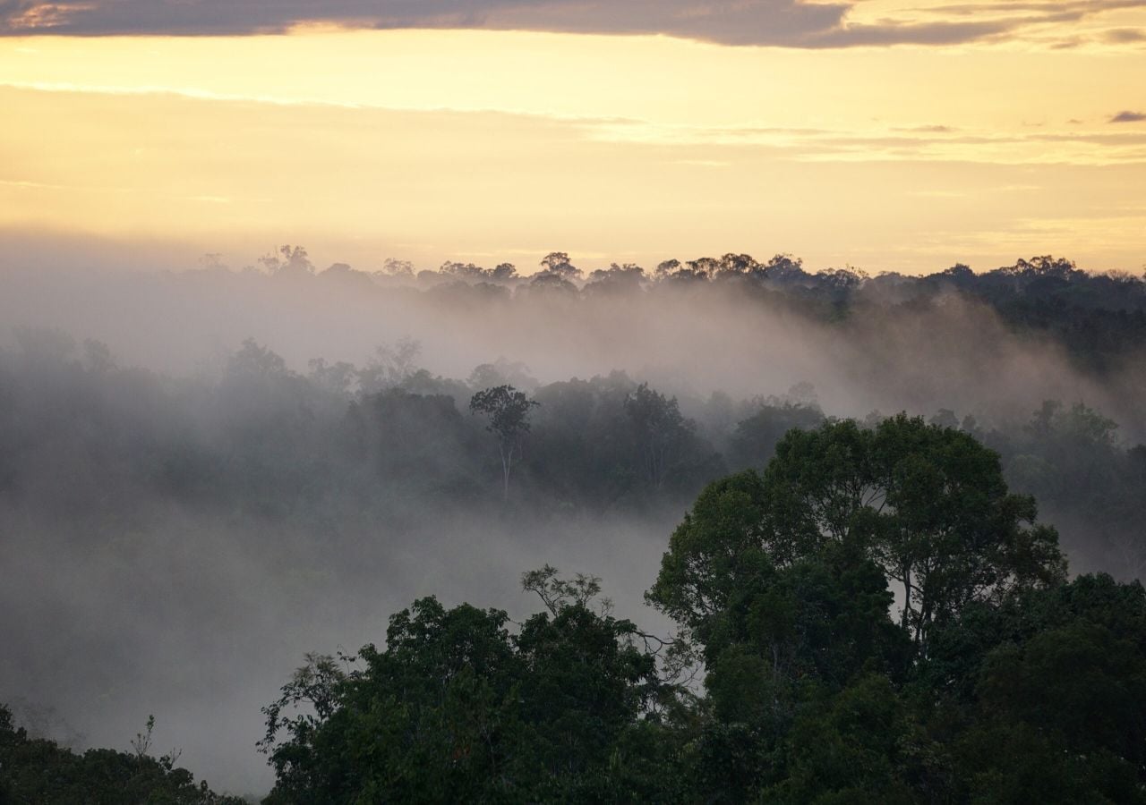 La selva amazónica está sufriendo más días de sequía extrema y temperaturas más altas de lo normal, lo que provoca la muerte de árboles que cambiará la naturaleza de estos sumideros tropicales de dióxido de carbono. Imagen: Jeff Chambers/UC Berkeley