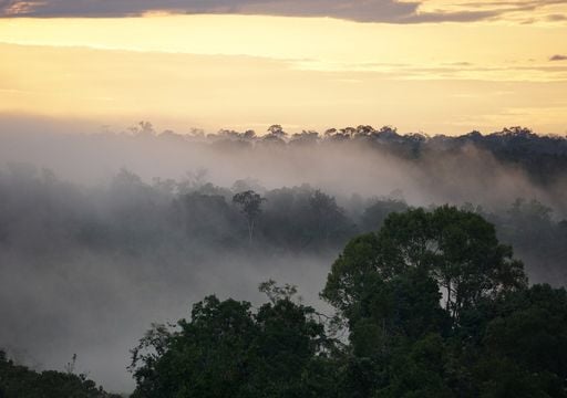 La Amazonia entra en un clima hipertropical que amenaza la supervivencia de sus bosques