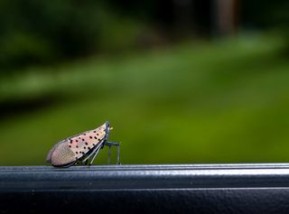 La mosca linterna manchada, un espectáculo visual que amenaza seriamente los viñedos