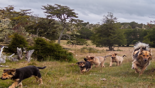 La amenaza que crece en el sur argentino: se duplic&oacute; la cantidad de perros asilvestrados y atacan a guanacos y zorros