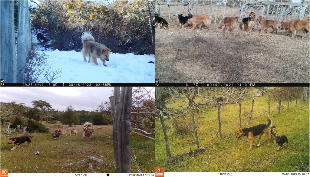 Perros asilvestrados Las cámaras identificaron 117 perros asilvestrados en las zonas de bosques de Tierra del Fuego. Foto: WCS Argentina