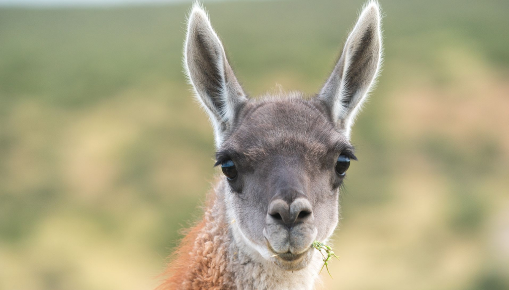 Guanaco Guanacos y zorros, las principales victimas de los perros asilvestrados en Tierra del Fuego. Foto: Santiago Cicotti - WCS Argentina