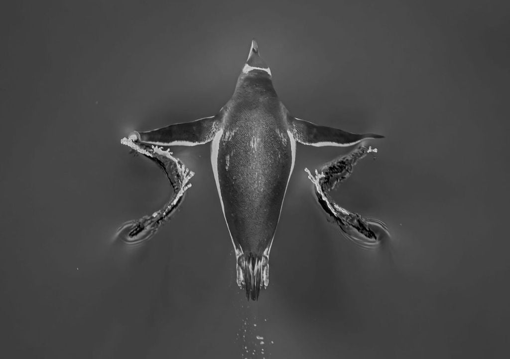 La medalla de plata obtenida por Gonzalo Bertolotto fue otorgada a una fotografía cenital de un pingüino papúa nadando bajo el agua, capturada en 2024 en la bahía Fildes. Créditos de la imagen: Gonzalo Bertolotto e INACH.