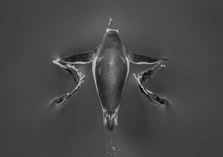 La Antártica en blanco y negro: meteorólogo chileno triunfa en concurso internacional de fotografía