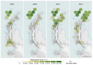 A Antártica está cada vez mais verde: desde 1986 a superfície com vegetação aumentou mais de 10 vezes