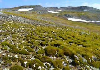 La Antártida es cada vez más verde: desde 1986, la superficie con vegetación ha aumentado más de 10 veces