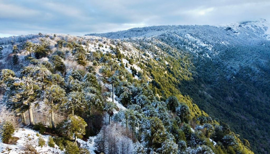 Montañas de Lonquimay, Araucanía andina. Vista aérea de las montañas de Lonquimay.