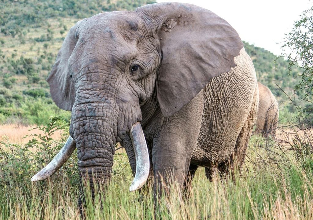 La pieza clave es un hueso carpiano, un elemento del “puño” del animal