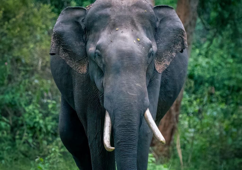 Los investigadores sostienen que el elefante no era un animal salvaje ni un ejemplar posterior