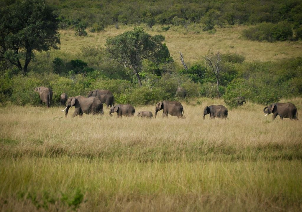 La presencia de elefantes implica una organización logística avanzada, capaz de mantener animales de gran tamaño lejos de su hábitat natural