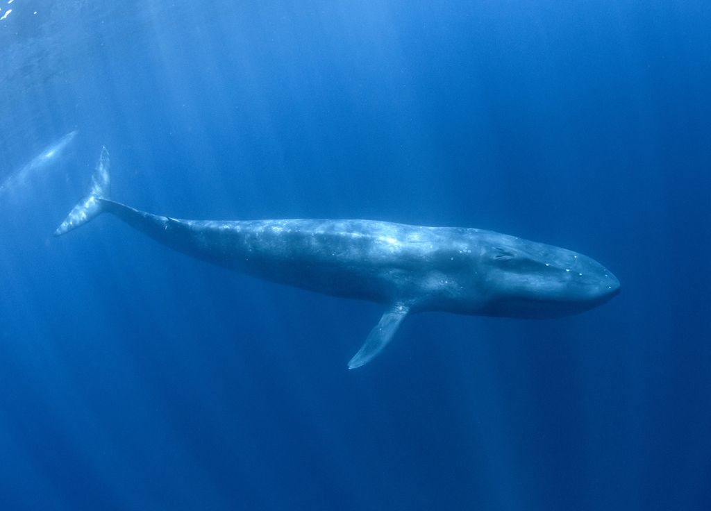 Baleine bleue océan