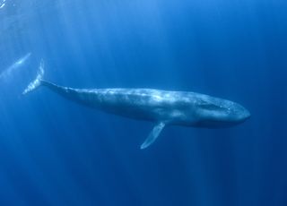 La baleine bleue protégée du cancer par son ADN, un espoir pour l'Homme ?