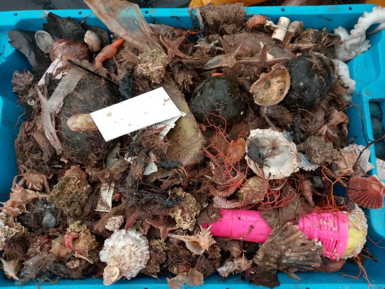 Una de las cajas repletas de basura recogidas durante el estudio./ EVE GALIMANY/ ICM-CSIC Una de las cajas repletas de basura recogidas durante el estudio./ EVE GALIMANY/ ICM-CSIC