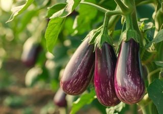 La berenjena: una planta perenne que resiste el frío y el calor