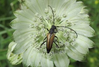 La biodiversidad mediterránea, más sensible al cambio climático
