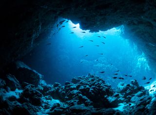 La biodiversité marine en haute mer enfin protégée ?