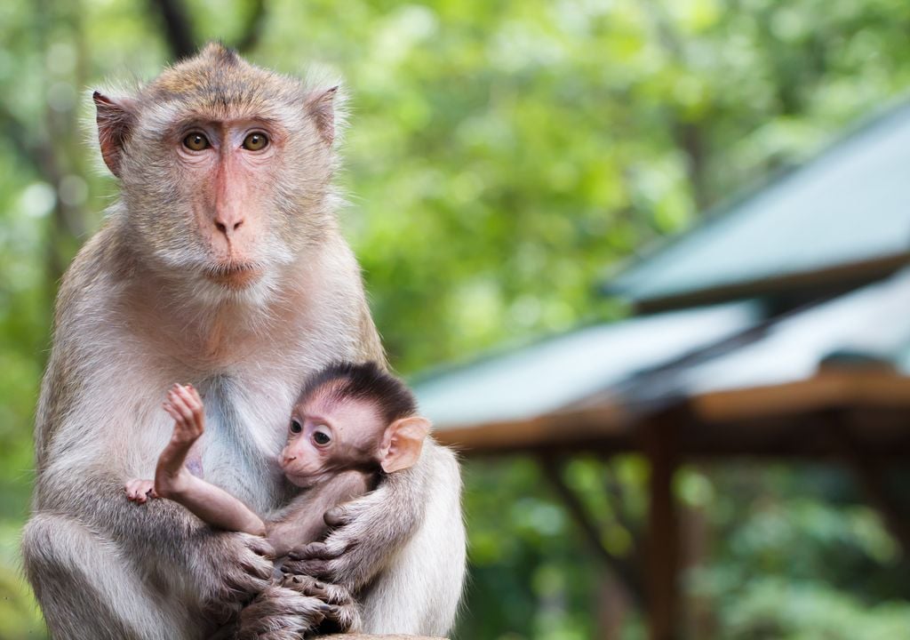 Los primates, incluidos los humanos, desarrollamos el sentimiento de apego.