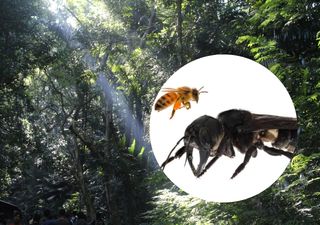 La 'bulldog voladora': Conoce la historia de la abeja más grande del mundo que se habia convertido en mito