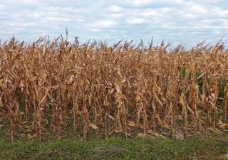 La campaña agrícola avanza bajo un techo de nubes: la humedad frena al maíz y la falta de sol limita al trigo