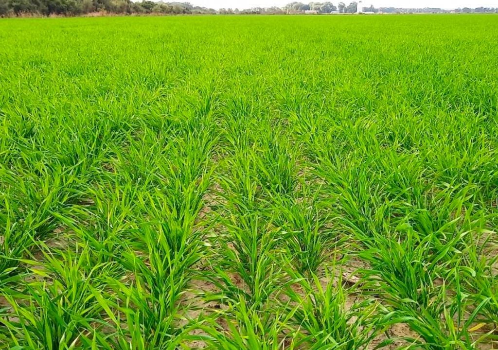 trigo Lotes con trigo en desarrollo vegetativo, muy buen a excelente estado, en el centro sur del departamento San Justo, provincia de Santa Fe. Gentileza: Bolsa de Comercio de Santa Fe.