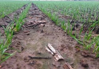La campaña agrícola entra en una etapa decisiva: qué está frenando la cosecha mientras el trigo acelera su siembra