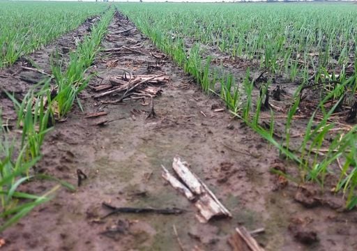 La campa&ntilde;a agr&iacute;cola entra en una etapa decisiva: qu&eacute; est&aacute; frenando la cosecha mientras el trigo acelera su siembra